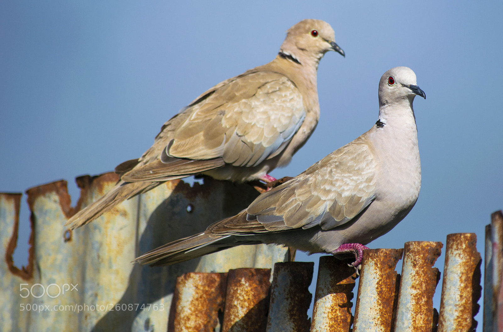 Nikon D3300 sample photo. Two doves photography