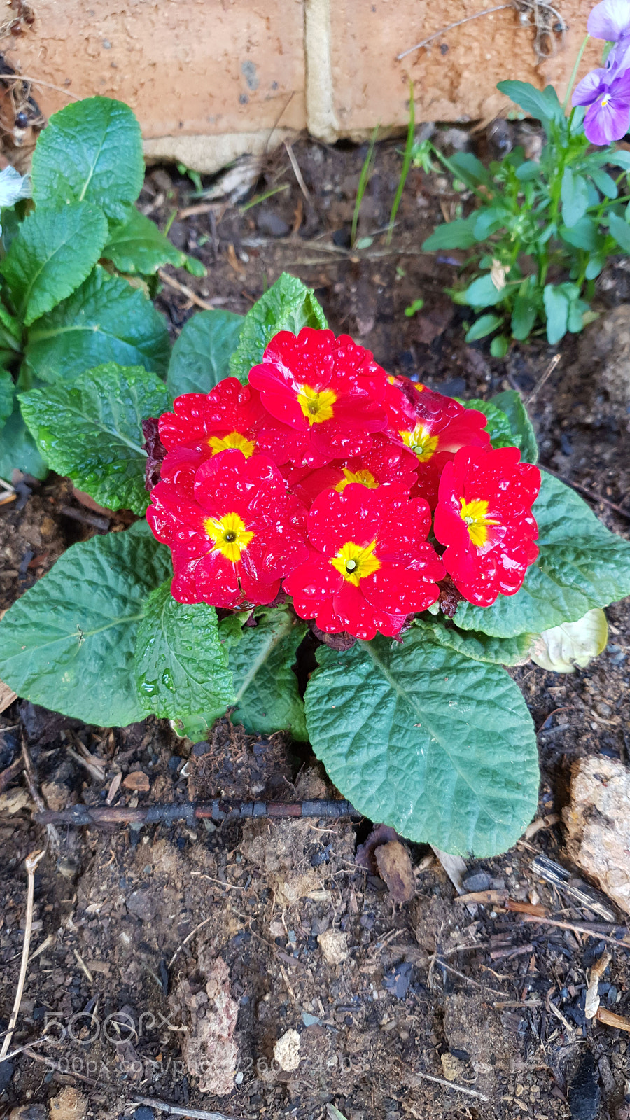 Samsung Galaxy S9+ sample photo. Morning colour photography