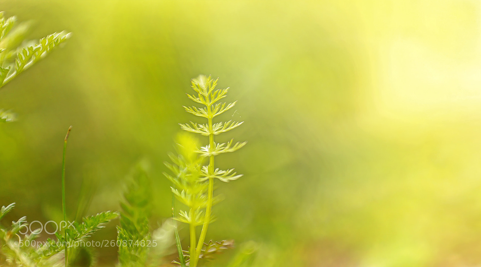 Sony a7R II sample photo. Kleines wagen ... photography