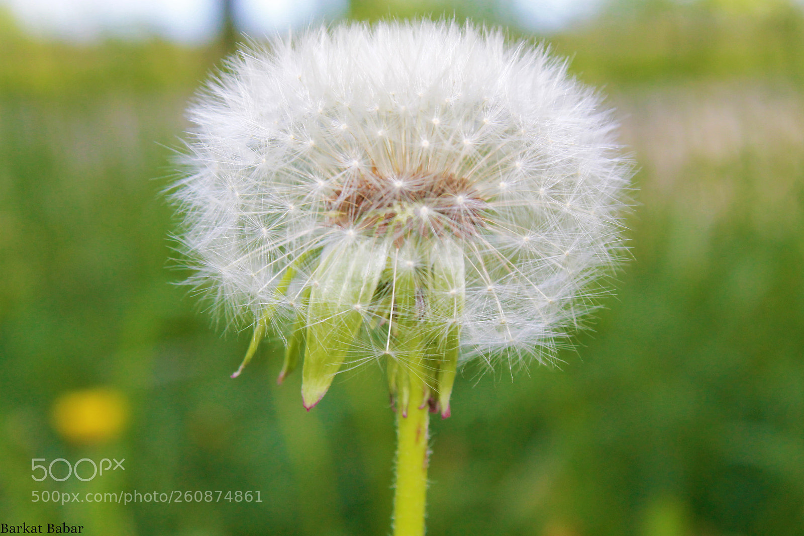 Canon EOS 1100D (EOS Rebel T3 / EOS Kiss X50) sample photo. Dandelion photography