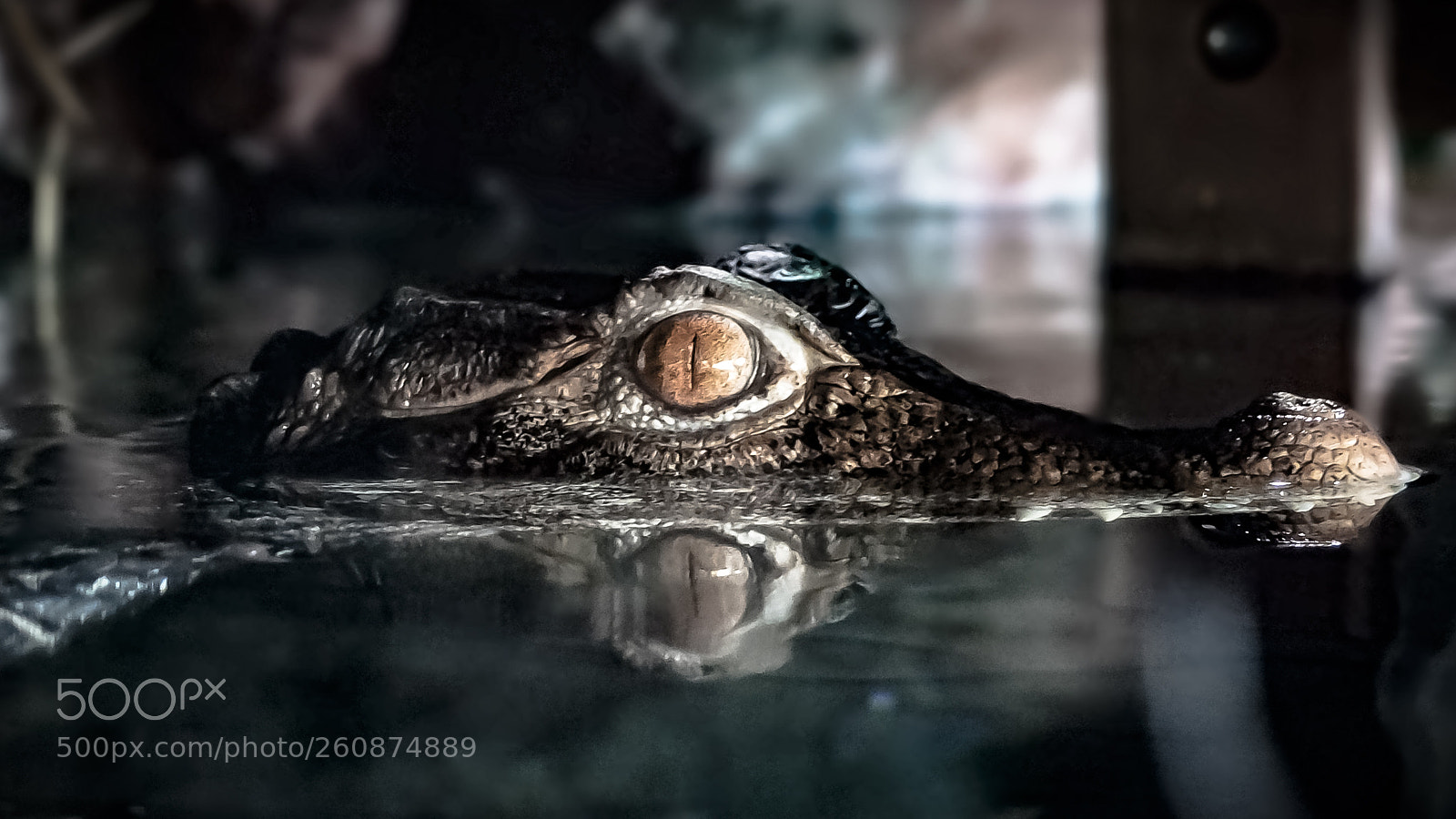 Fujifilm X10 sample photo. Crocodile in aquarium photography