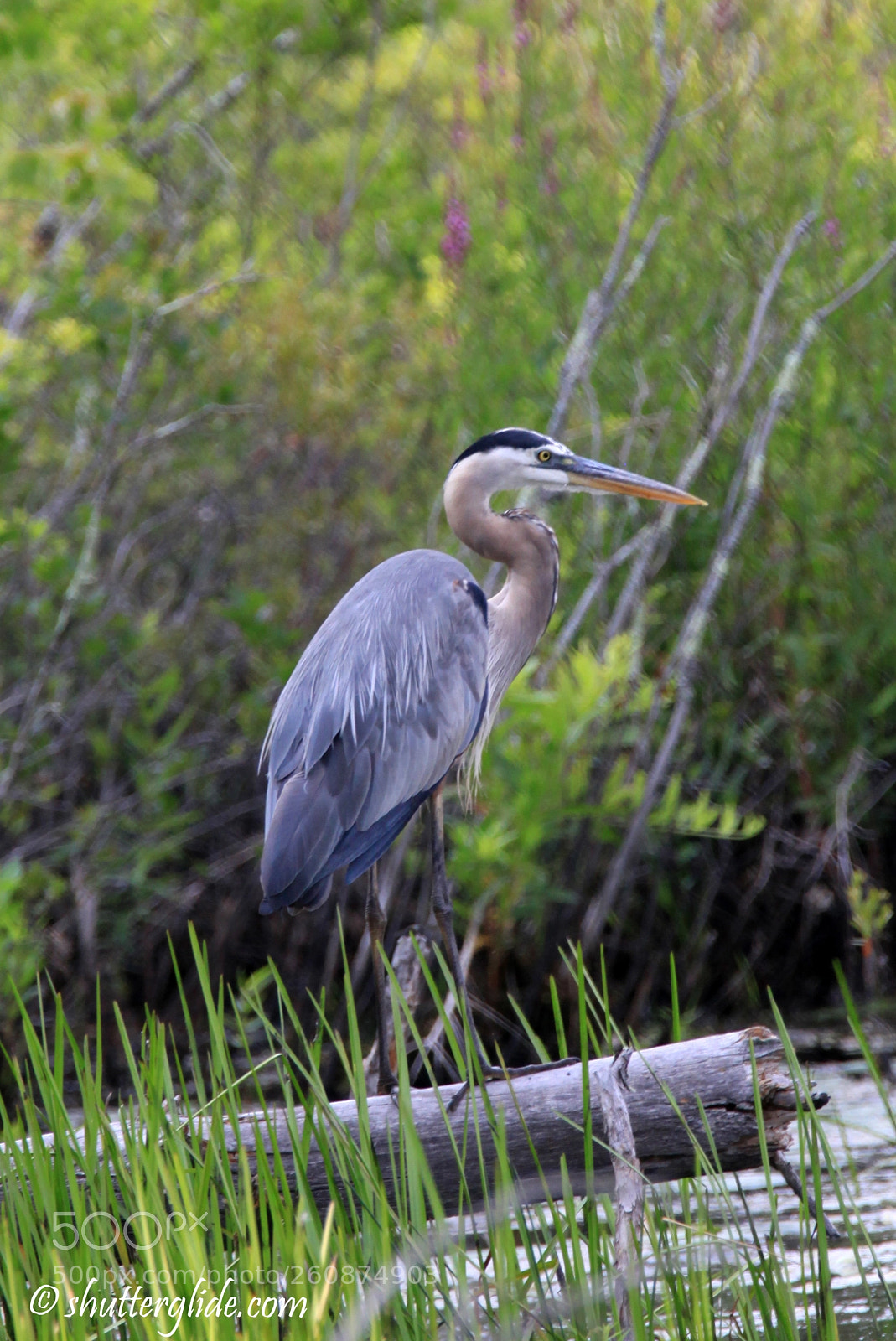 Canon EOS 5D Mark II sample photo. Great blue heron photography