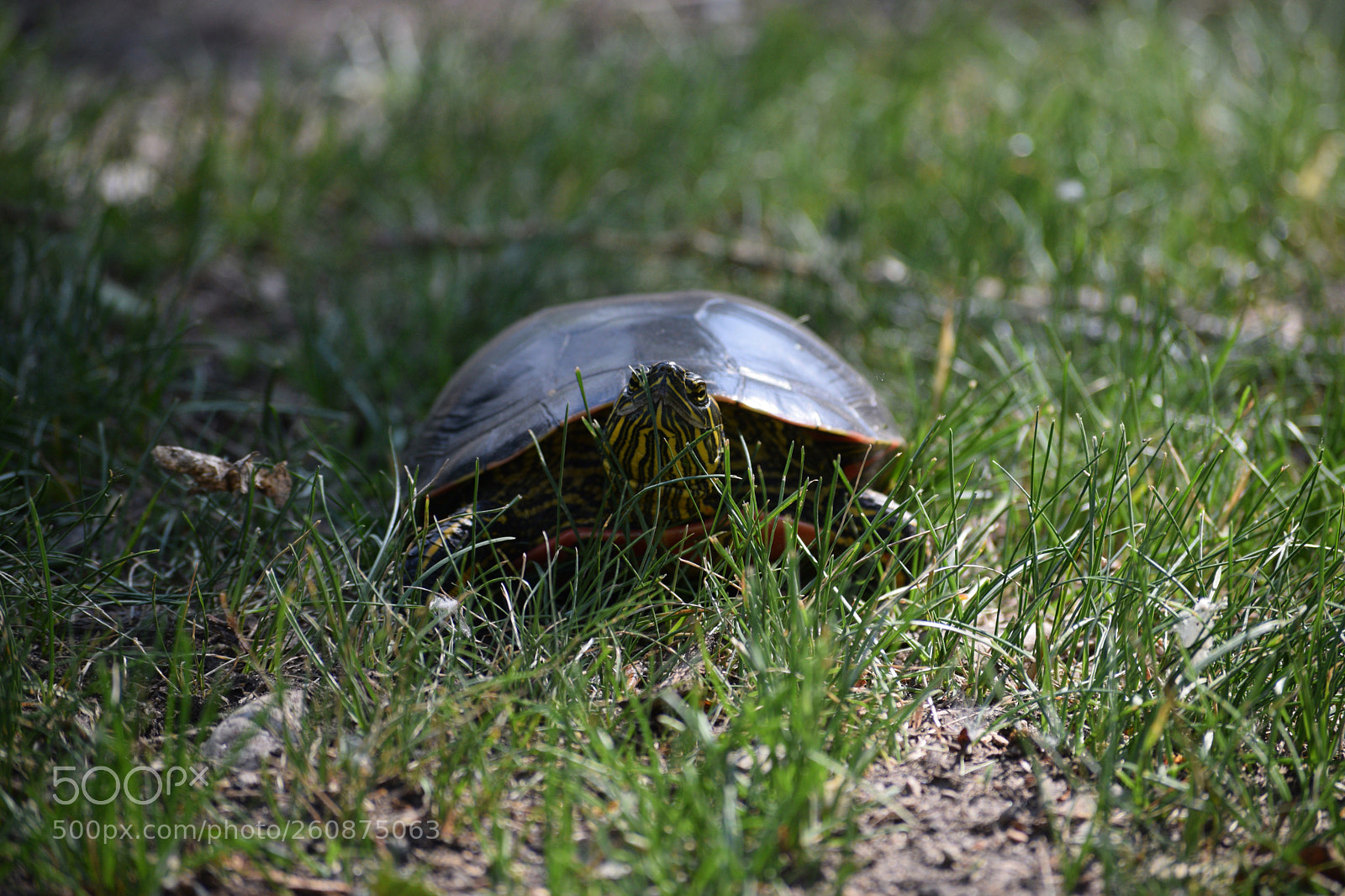 Nikon D3300 sample photo. Painted turtle photography