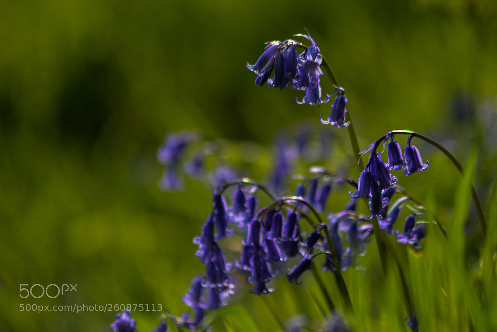 Nikon D3200 sample photo. A peal of bluebells photography