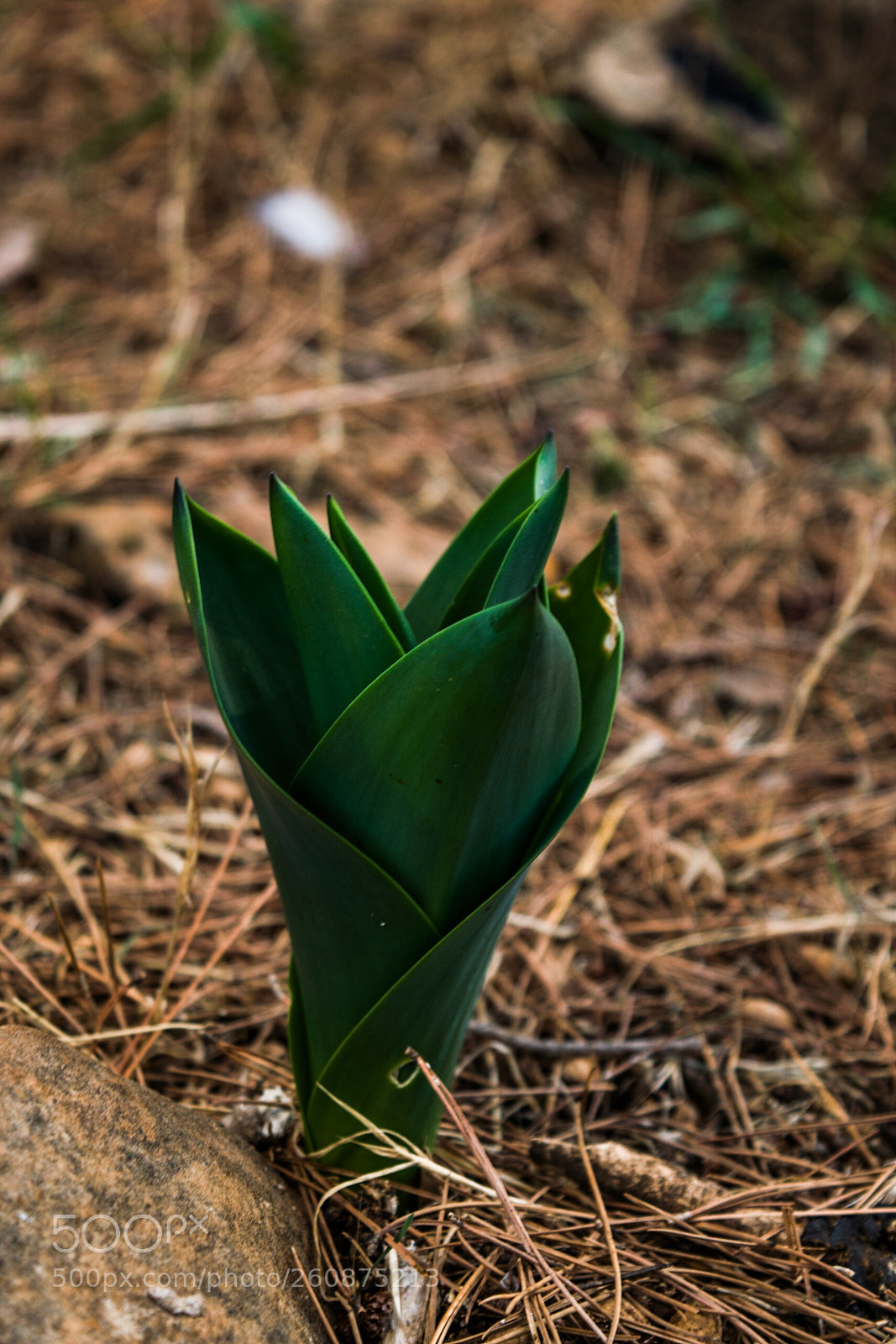 Nikon D5300 sample photo. Untitled photography