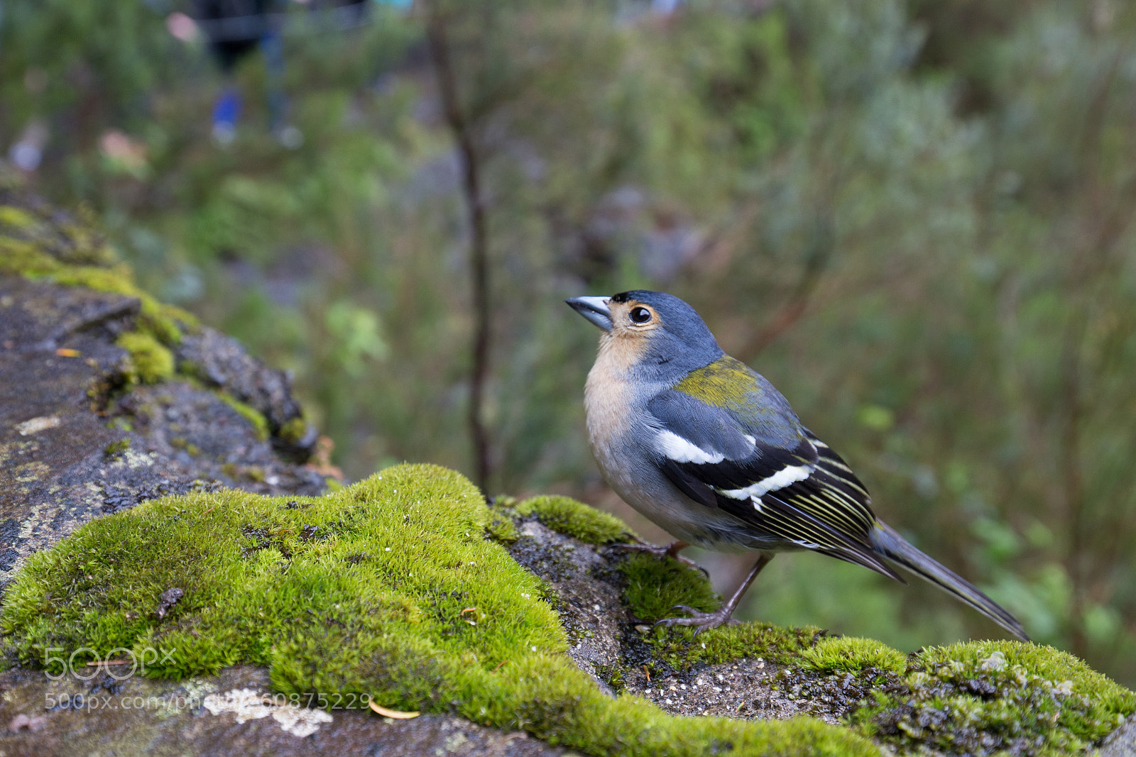 Canon EOS 6D sample photo. Madeira chaffinch photography