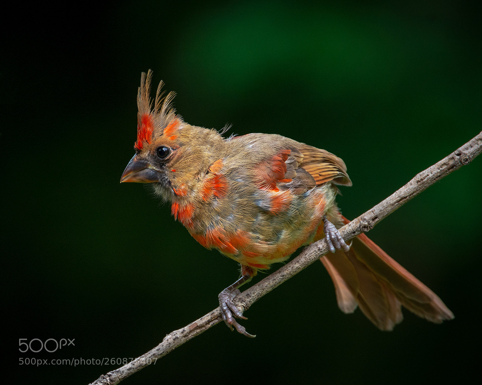 Nikon D7100 sample photo. Fledglling male northern cardinal photography