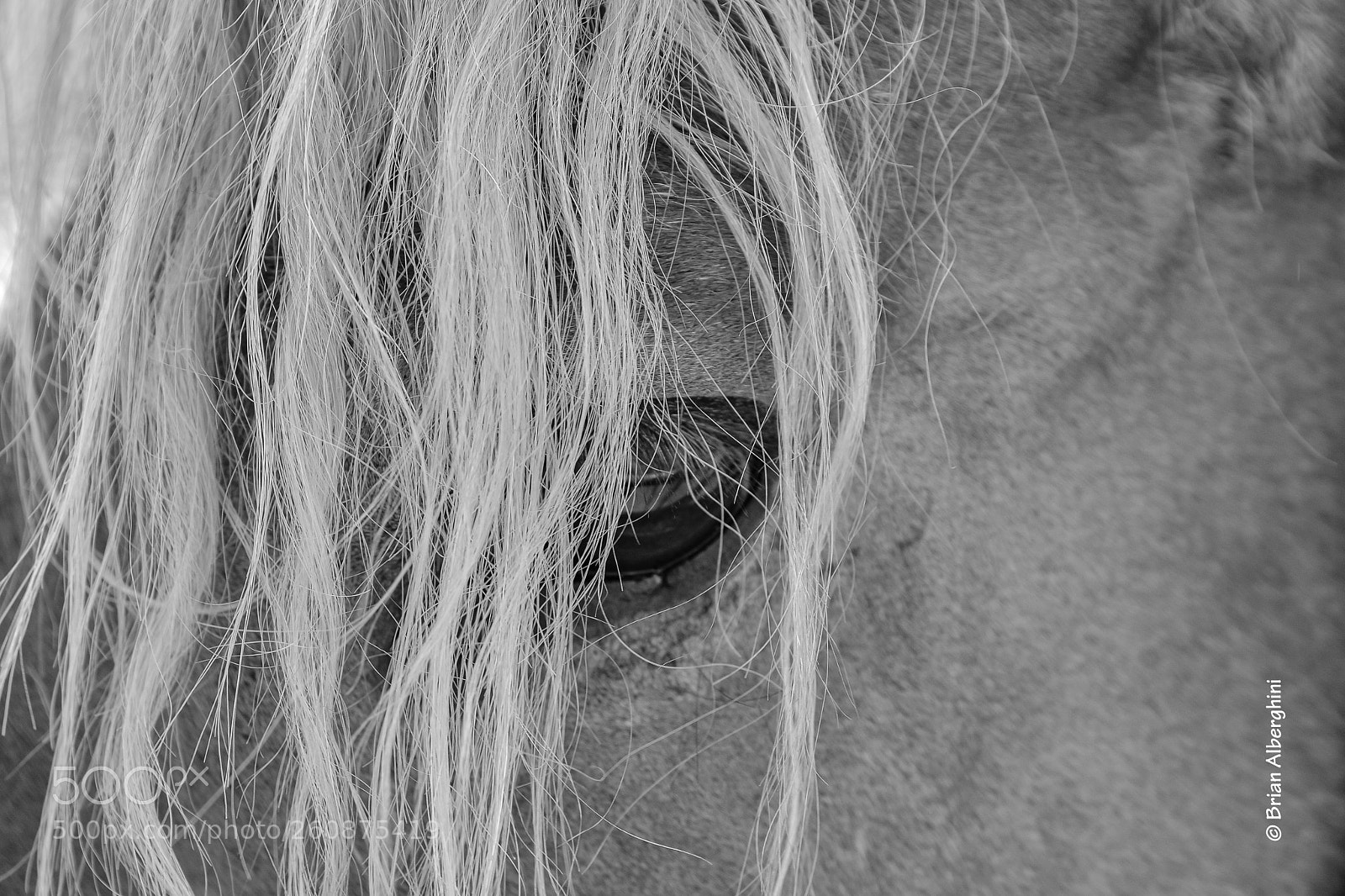 Nikon D7100 sample photo. Horse photography