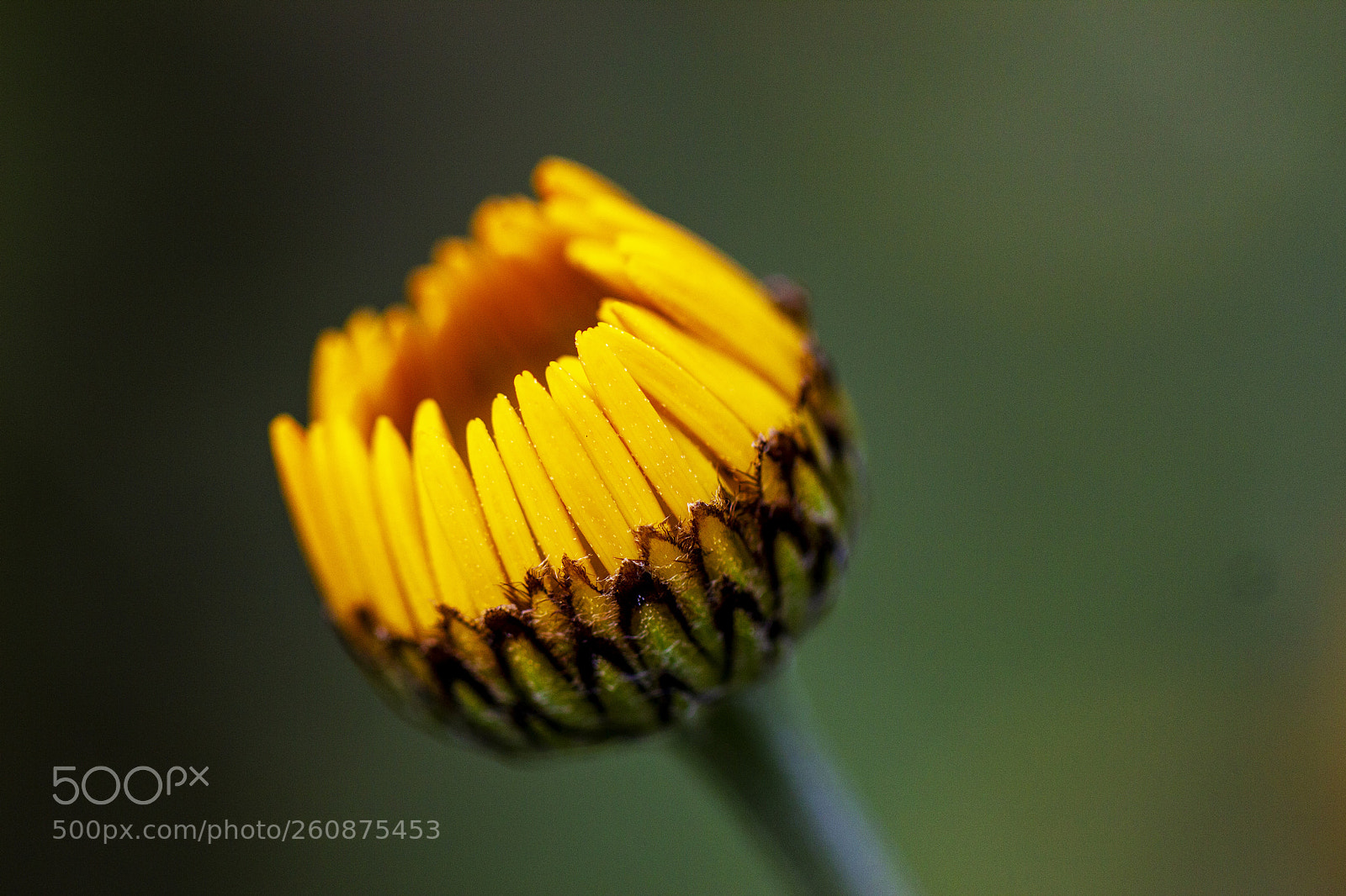 Canon EOS 600D (Rebel EOS T3i / EOS Kiss X5) sample photo. Orange photography
