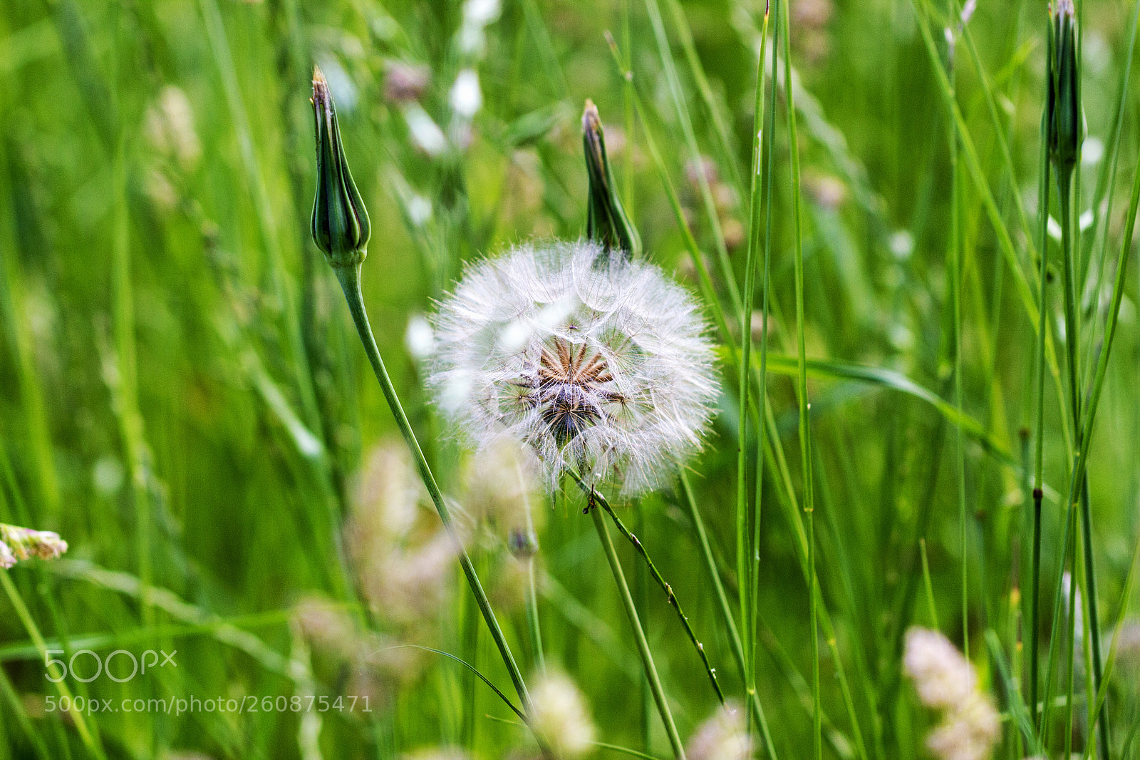 Canon EOS 600D (Rebel EOS T3i / EOS Kiss X5) sample photo. Dandy photography