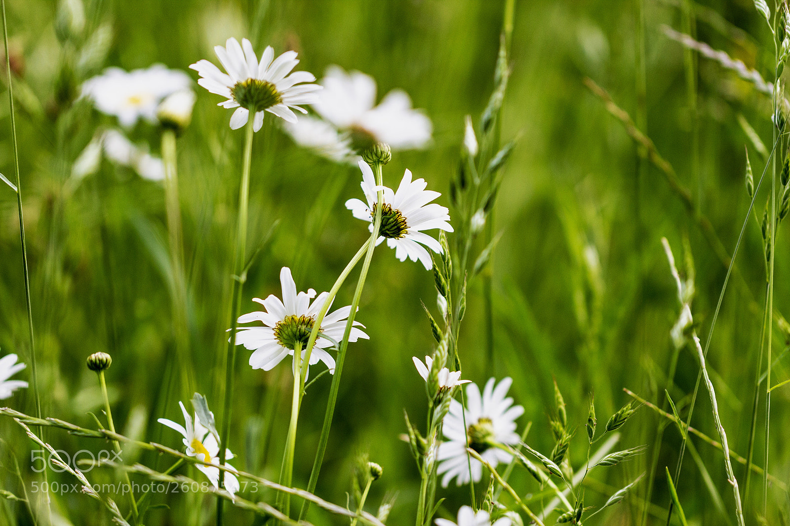 Canon EOS 600D (Rebel EOS T3i / EOS Kiss X5) sample photo. Wildflowers photography