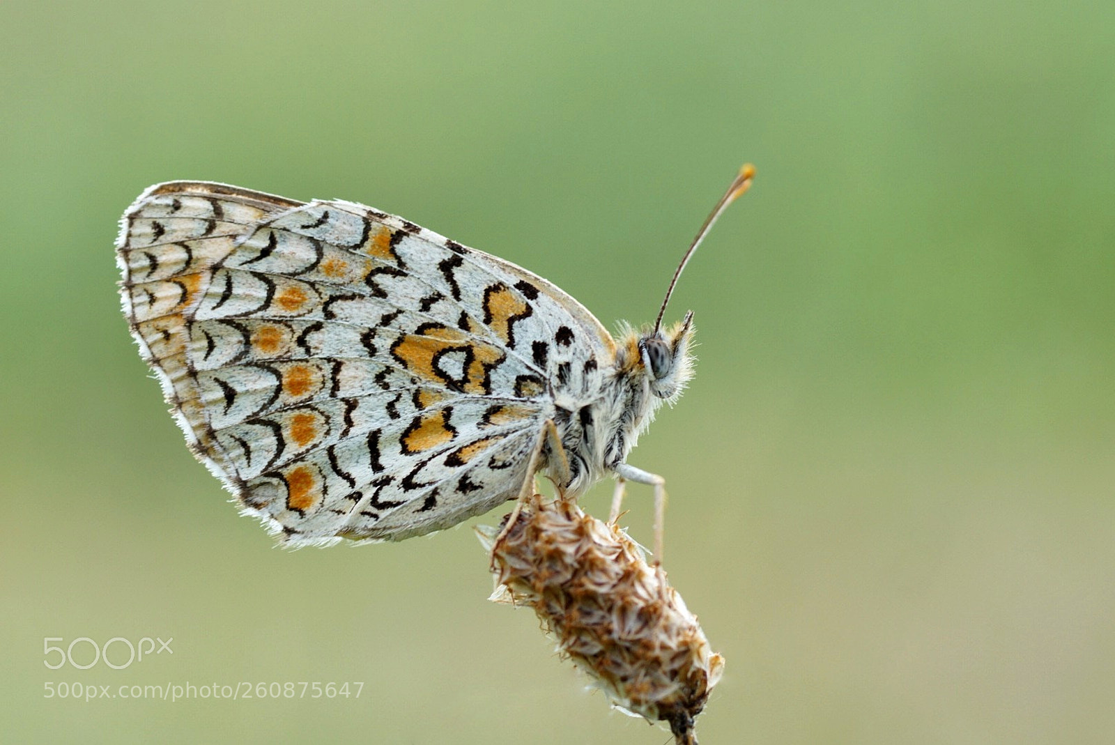 Sony SLT-A58 sample photo. Melitaea phoebe photography
