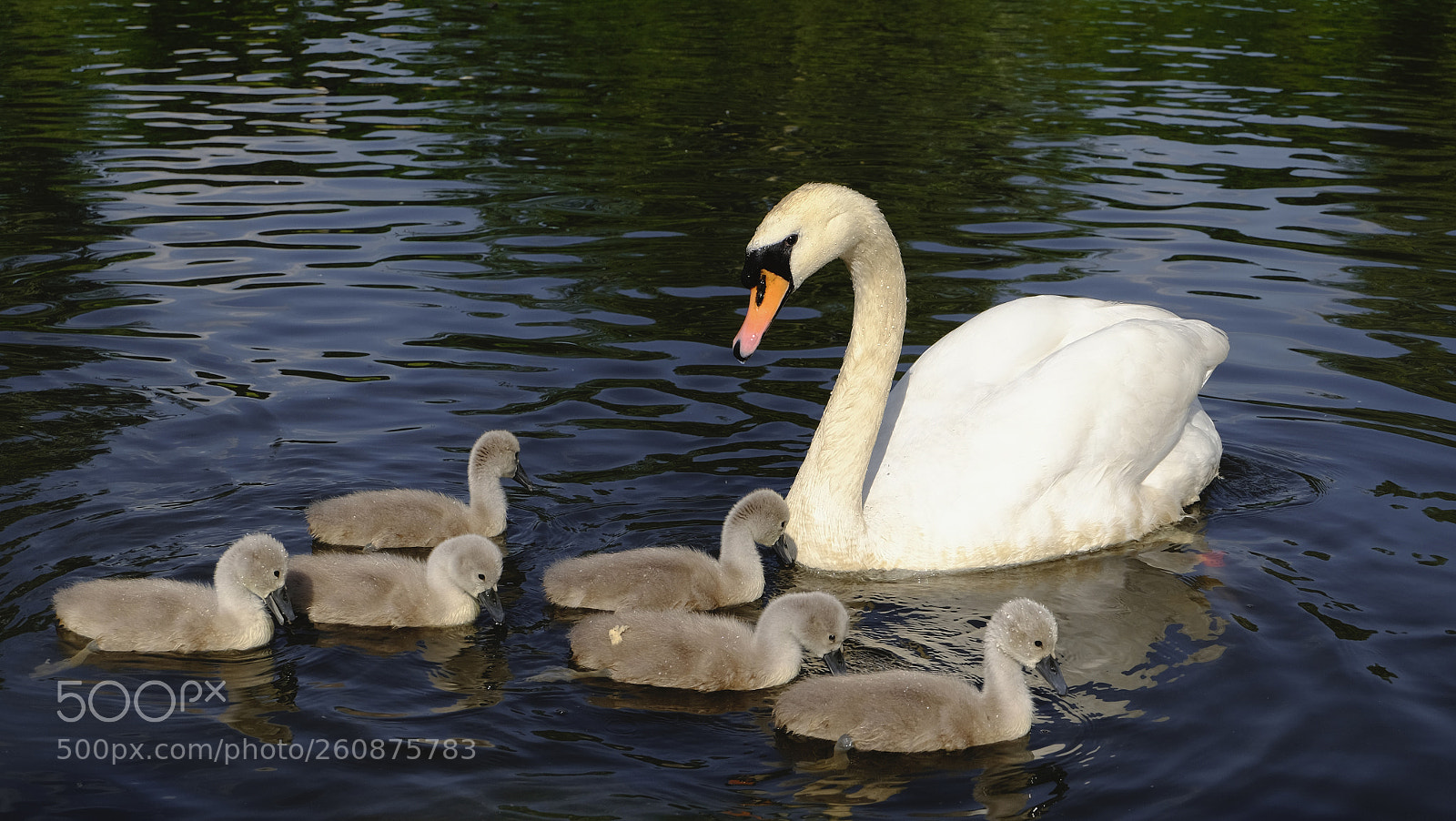 Fujifilm X-T10 sample photo. Swan family photography