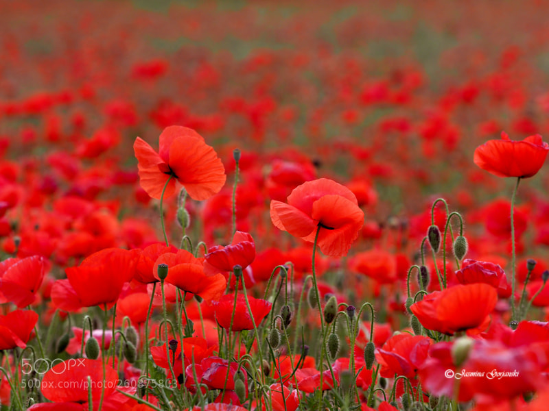 Olympus OM-D E-M1 Mark II sample photo. Red meadow photography