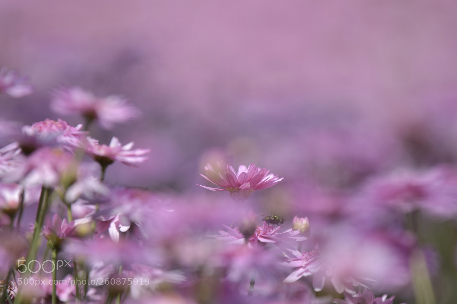 Nikon D7200 sample photo. Flowers photography