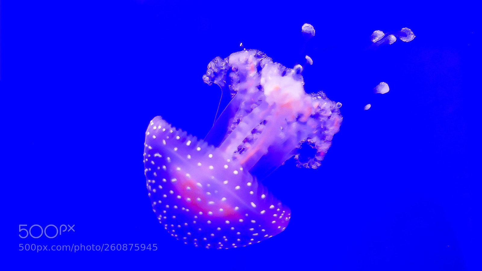 Fujifilm X10 sample photo. Pink jellyfish in aquarium photography