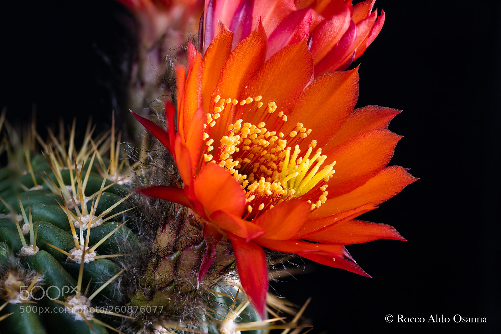 Canon EOS 6D Mark II sample photo. Cactus flower photography