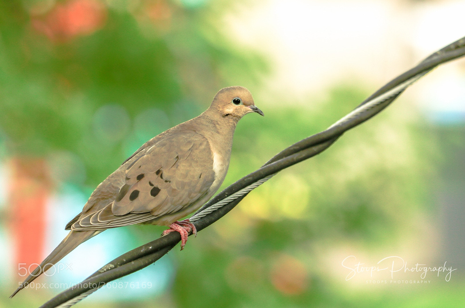 Canon EOS 80D sample photo. Dove on a wire photography
