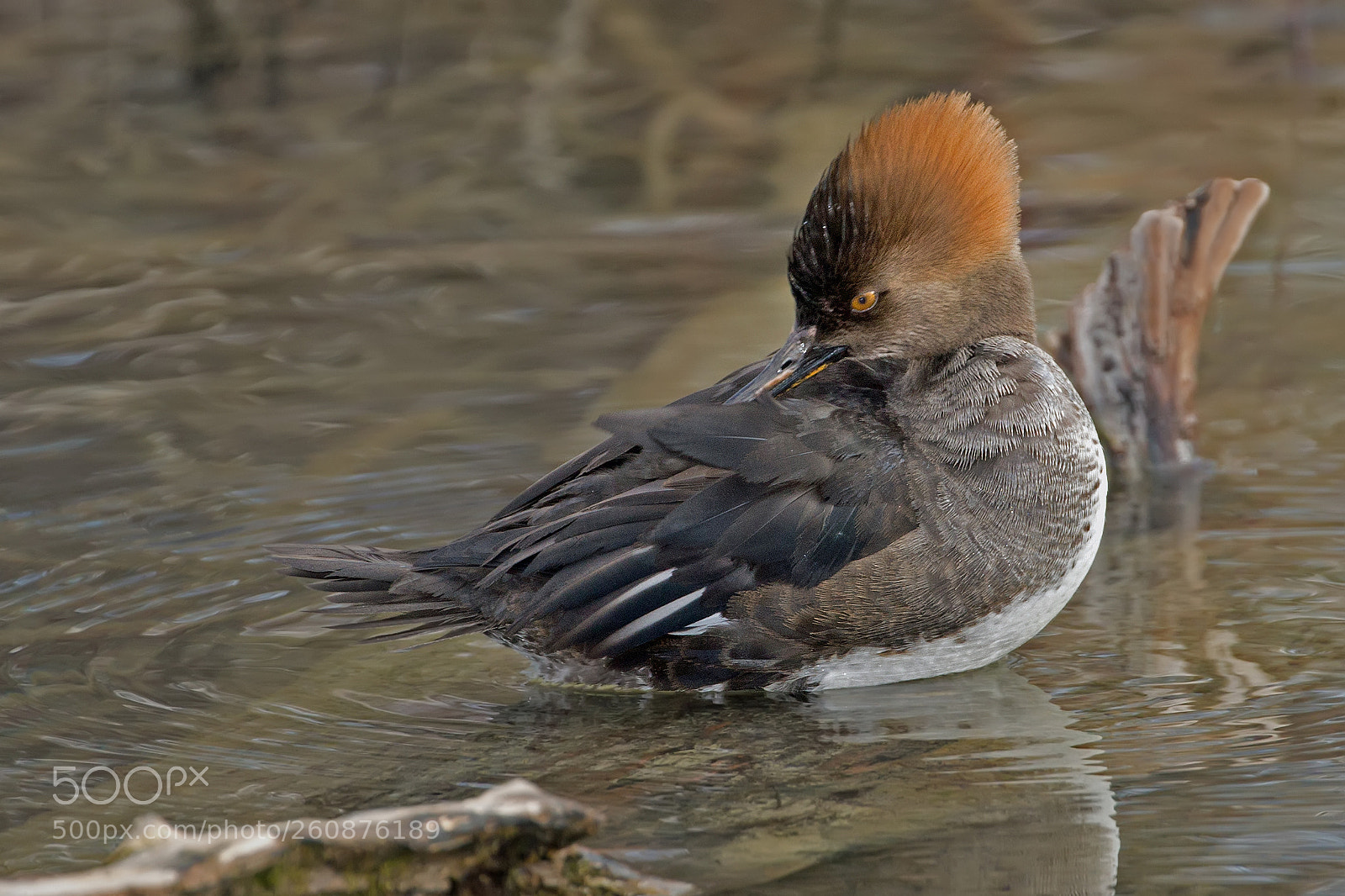 Canon EOS 6D sample photo. Hooded merganser 2374 photography