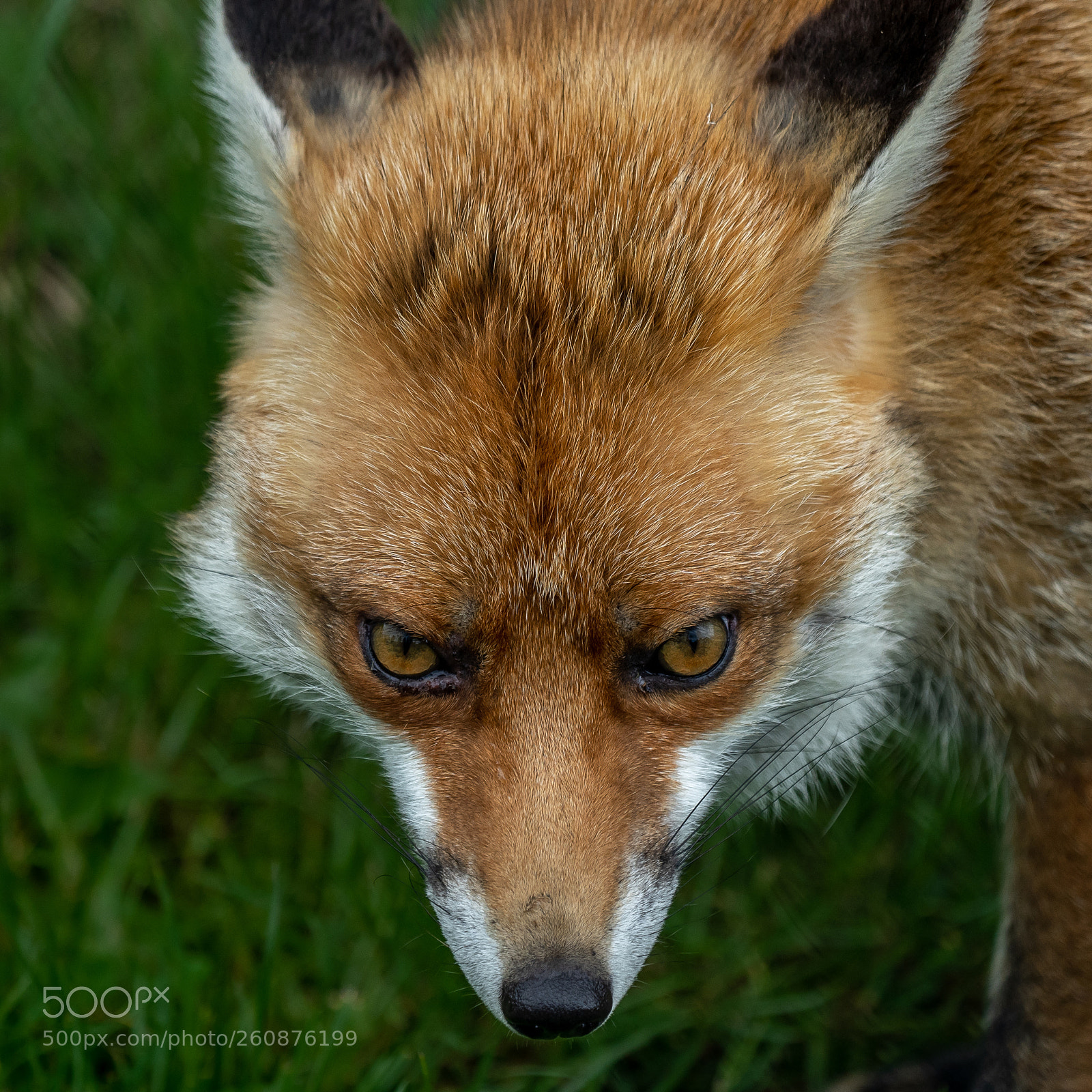 Sony a7 III sample photo. Staring into the eyes photography