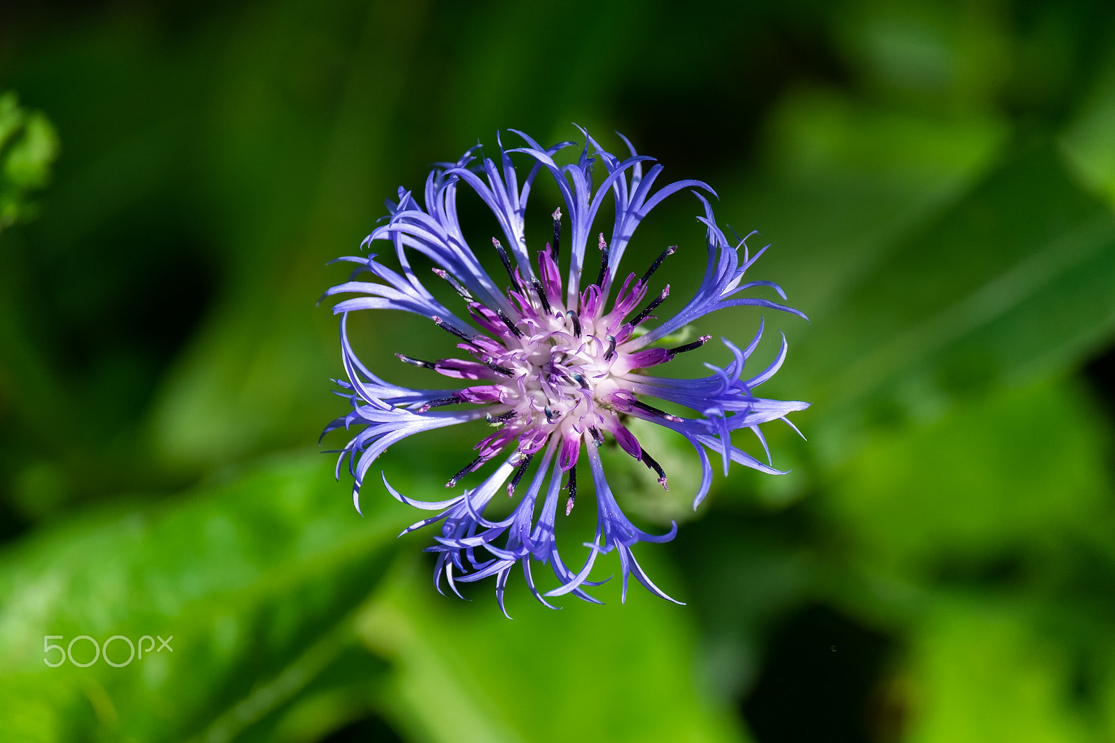 Fujifilm X-M1 sample photo. Centaurea cyanus photography