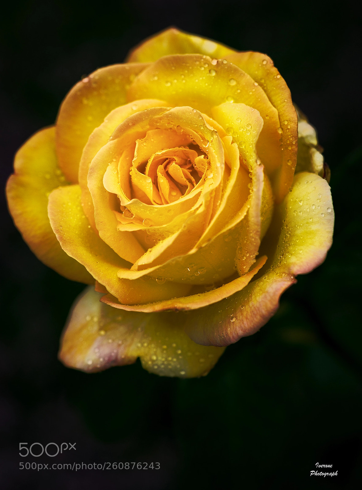 Sony a7R II sample photo. Flower photography