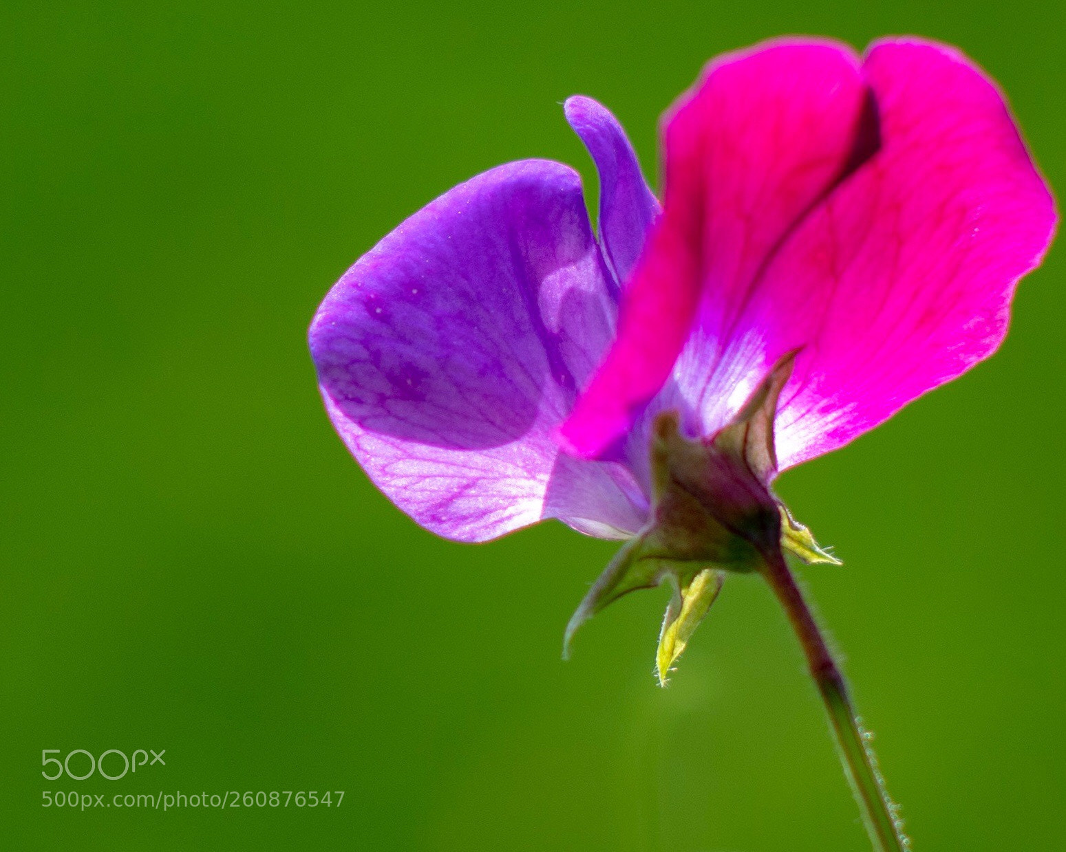 Nikon D500 sample photo. Untitled photography