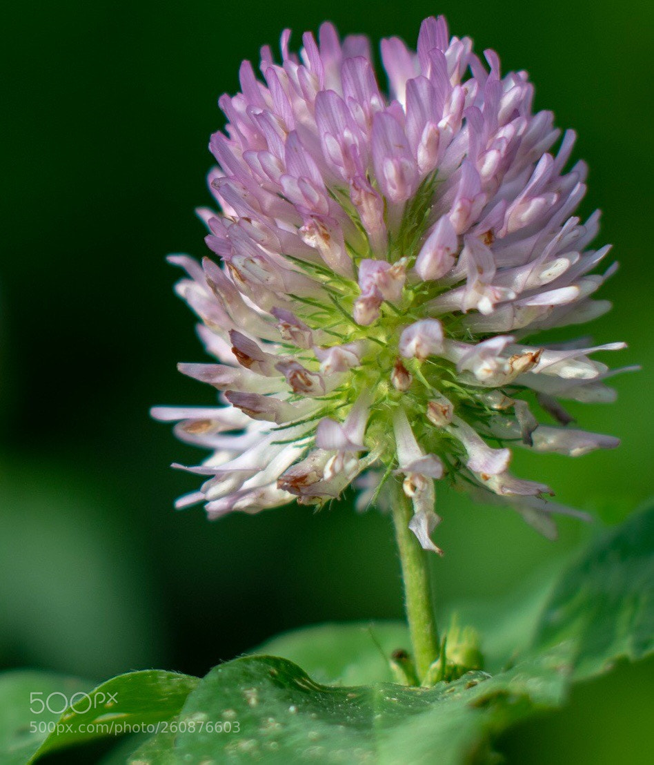 Nikon D500 sample photo. Untitled photography