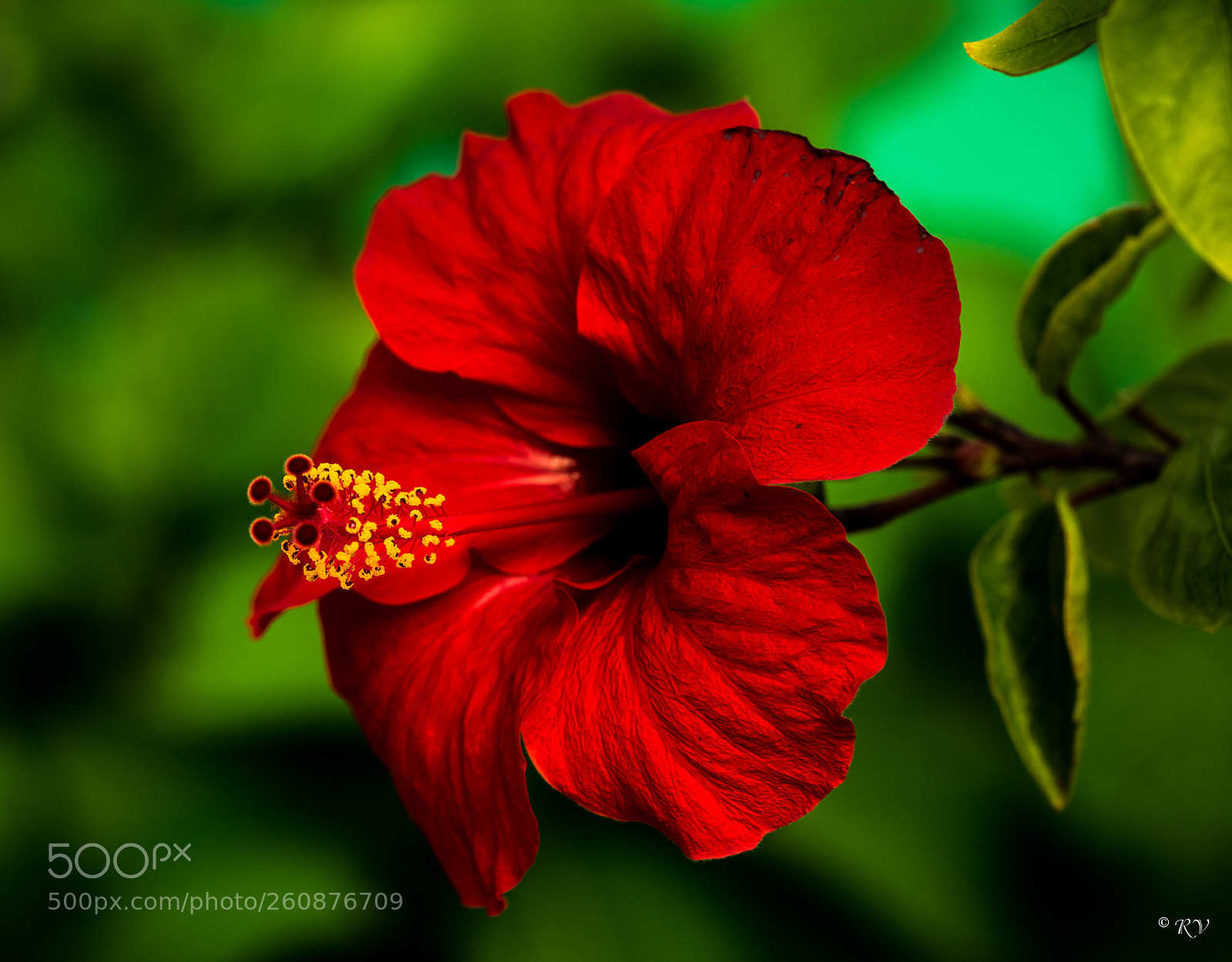 Nikon D7100 sample photo. Hibiscus photography