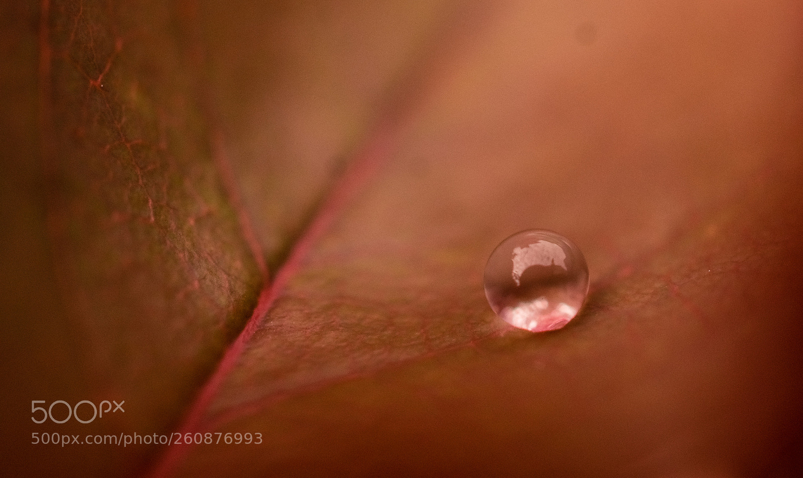 Nikon D7200 sample photo. Une perle de pluie photography