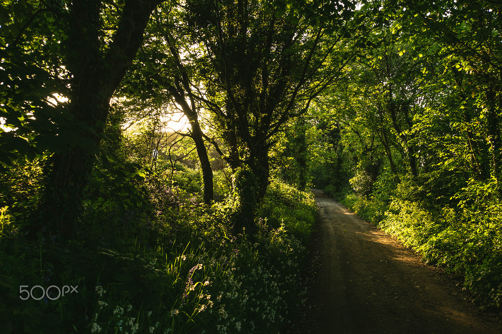 Sony Alpha NEX-6 sample photo. The golden hour photography