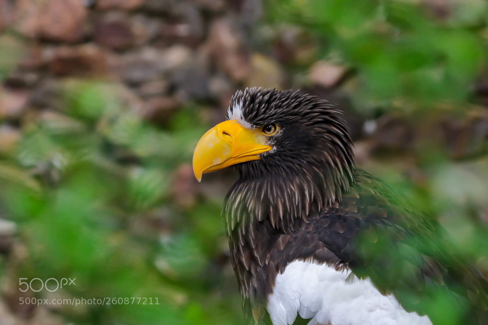 Canon EOS 7D Mark II sample photo. Untitled photography
