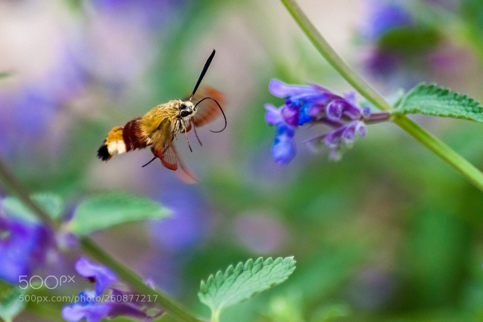 Canon EOS 500D (EOS Rebel T1i / EOS Kiss X3) sample photo. Sphinx colibri photography