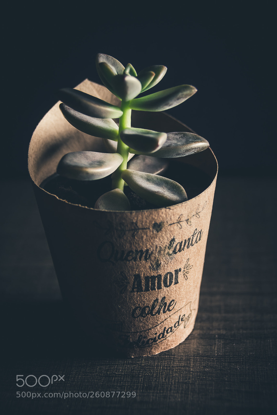 Nikon D7200 sample photo. Planta photography