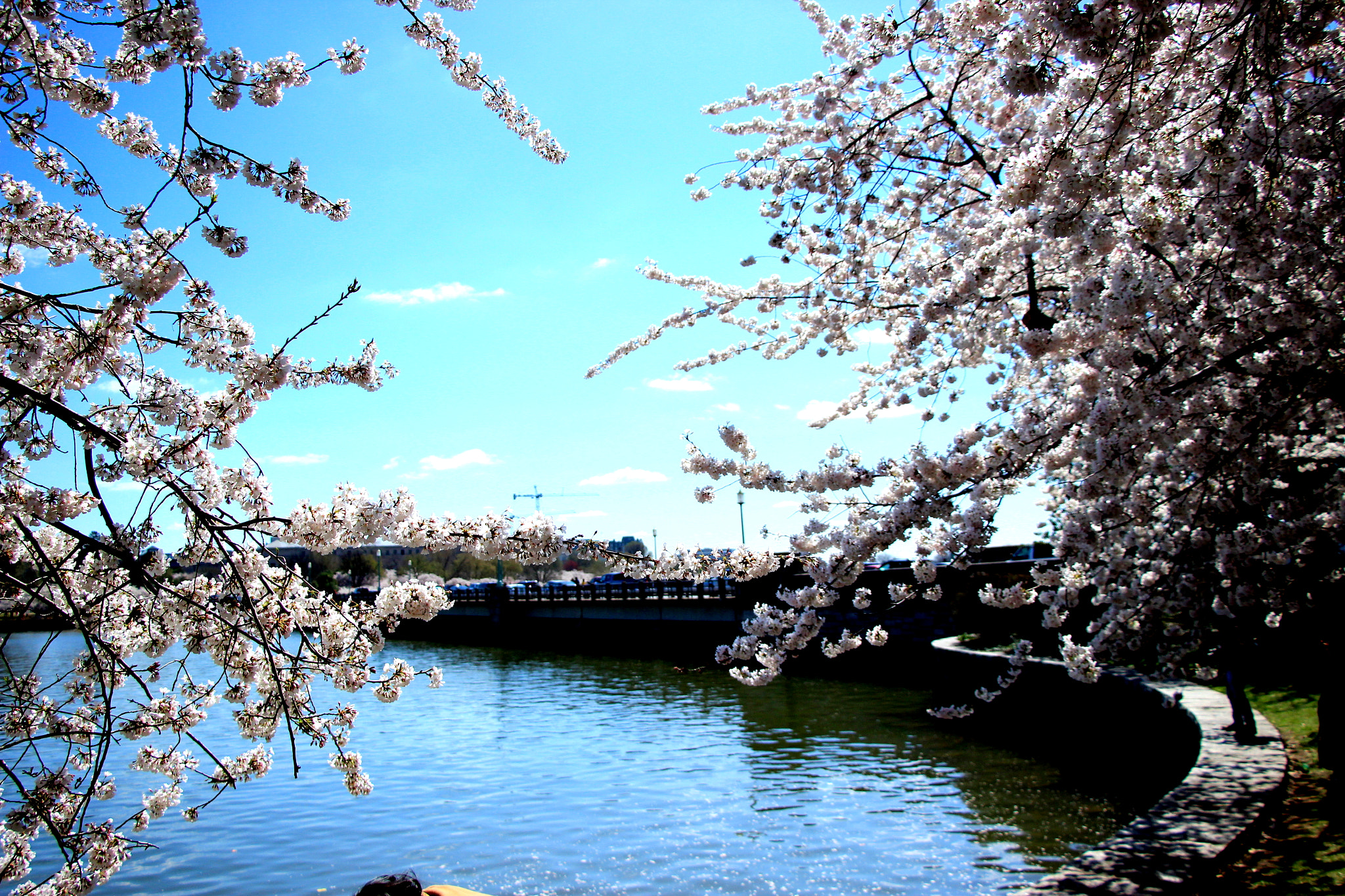 Canon EOS 600D (Rebel EOS T3i / EOS Kiss X5) sample photo. Cherry blossom photography