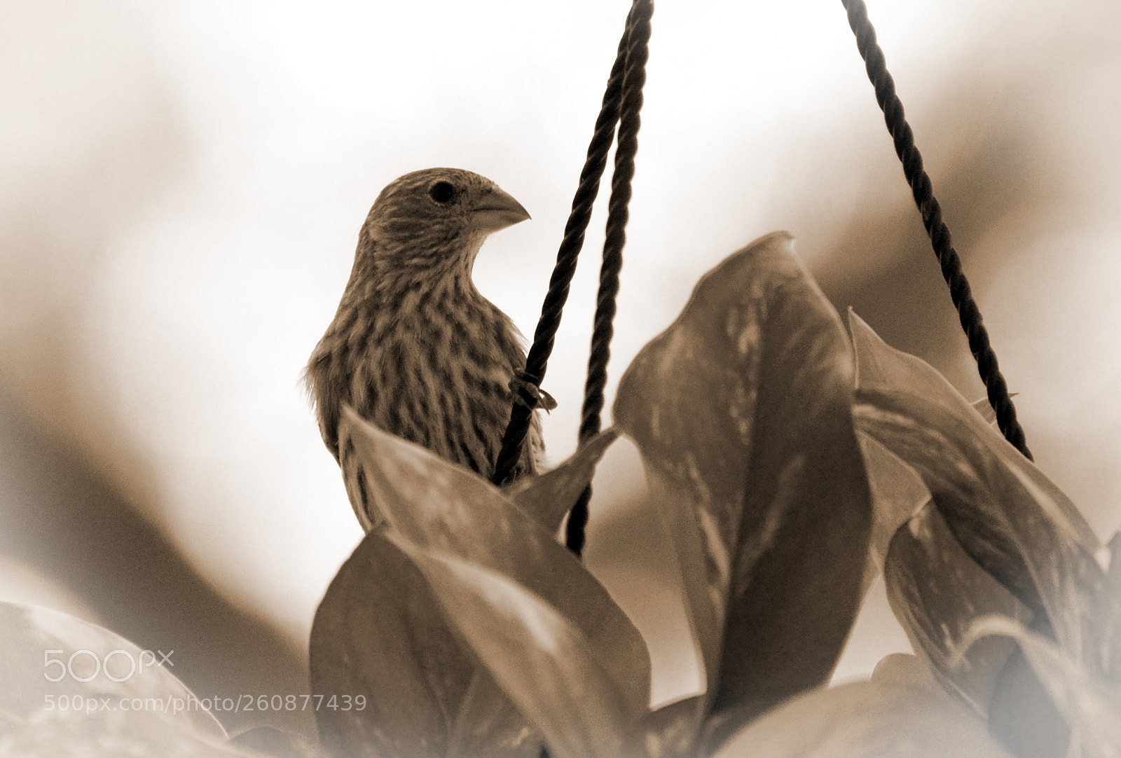 Nikon D7000 sample photo. Nesting sparrow 1 b&w  6/4/18 photography