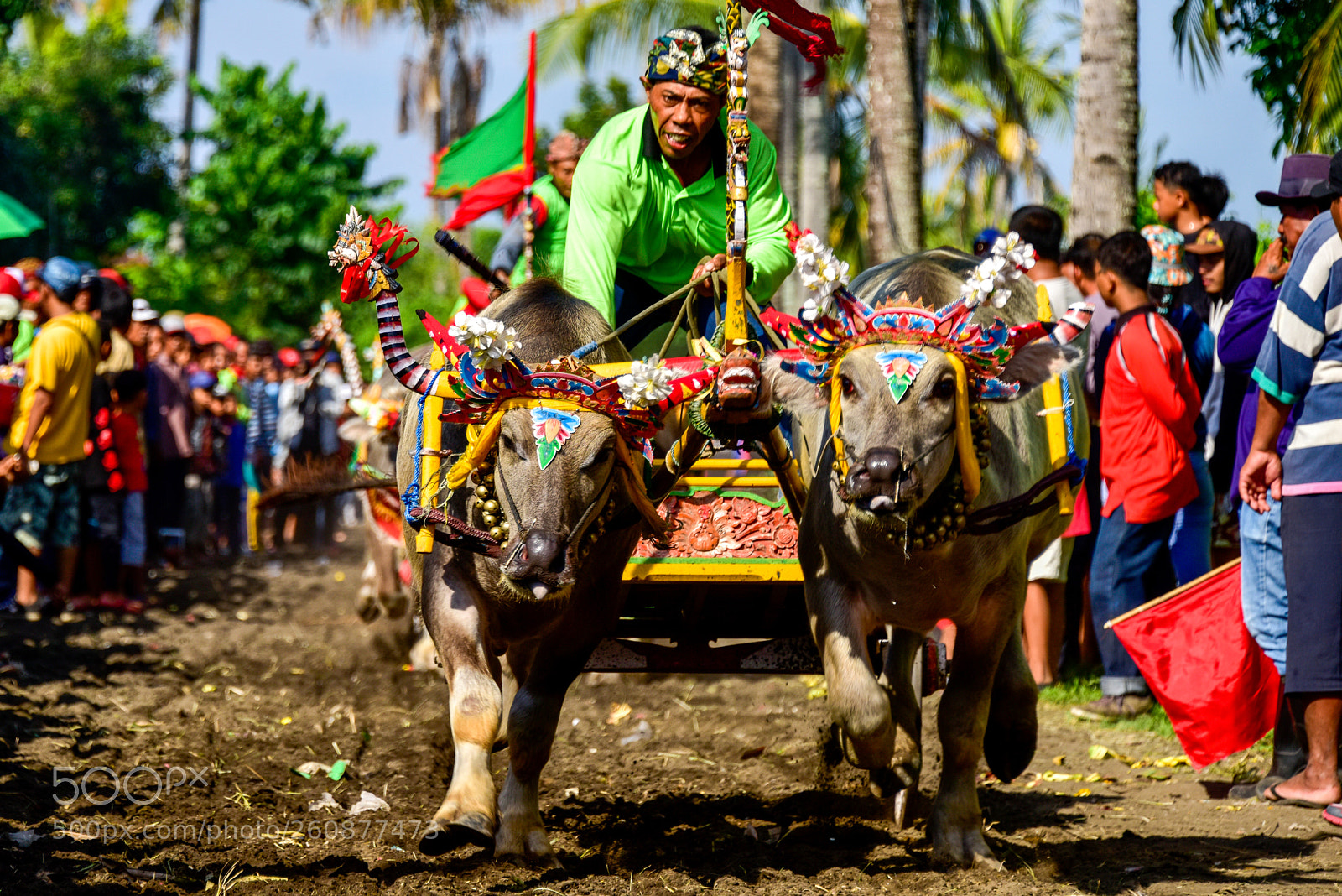 Nikon D810 sample photo. Makepung buffalo races in photography