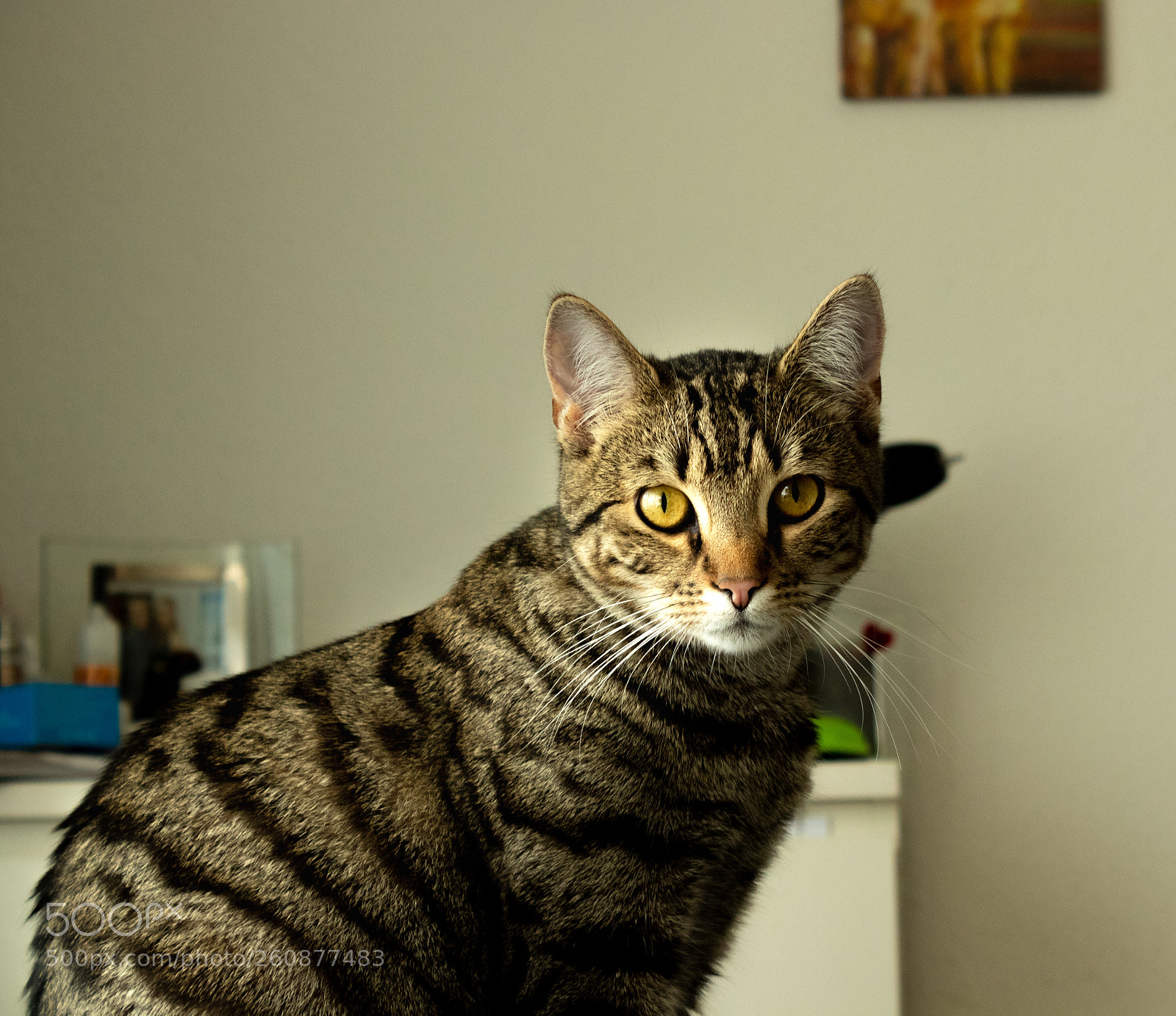 Canon EOS 200D (EOS Rebel SL2 / EOS Kiss X9) sample photo. Leo photography