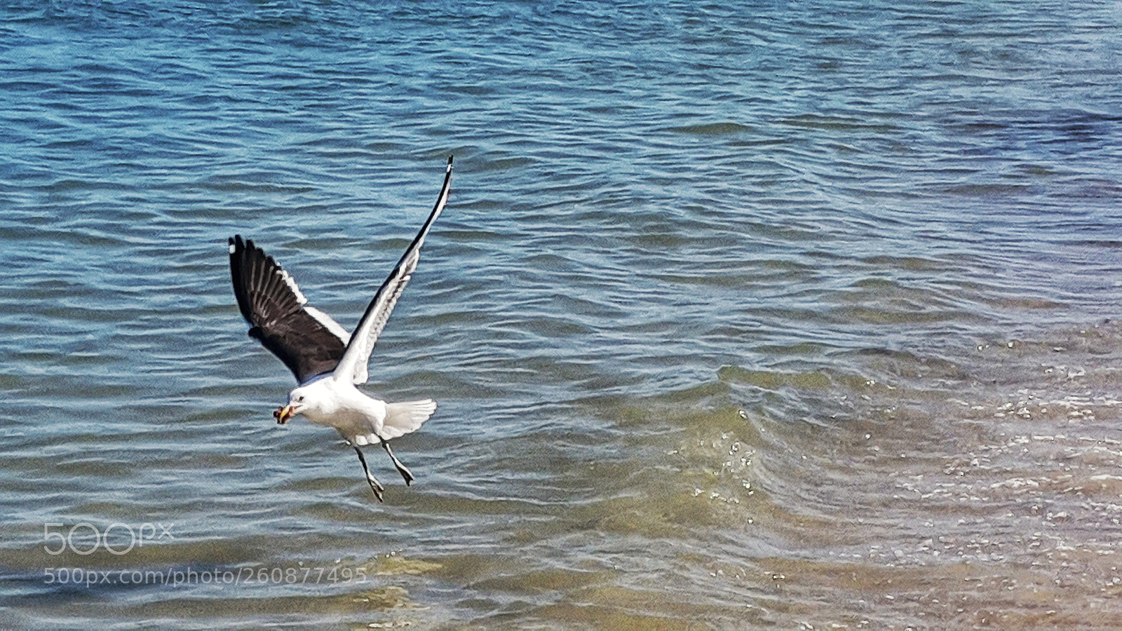 Samsung Galaxy Note4 sample photo. Seagull photography