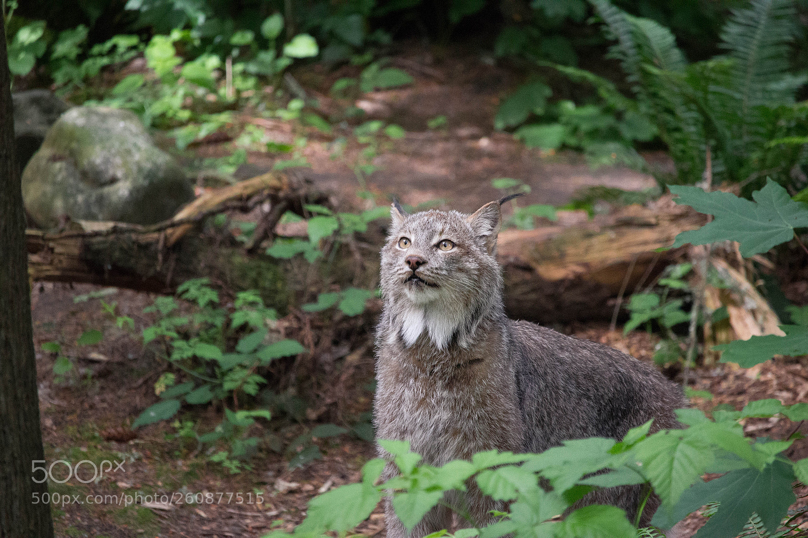 Canon EOS 1200D (EOS Rebel T5 / EOS Kiss X70 / EOS Hi) sample photo. Canada lynx photography