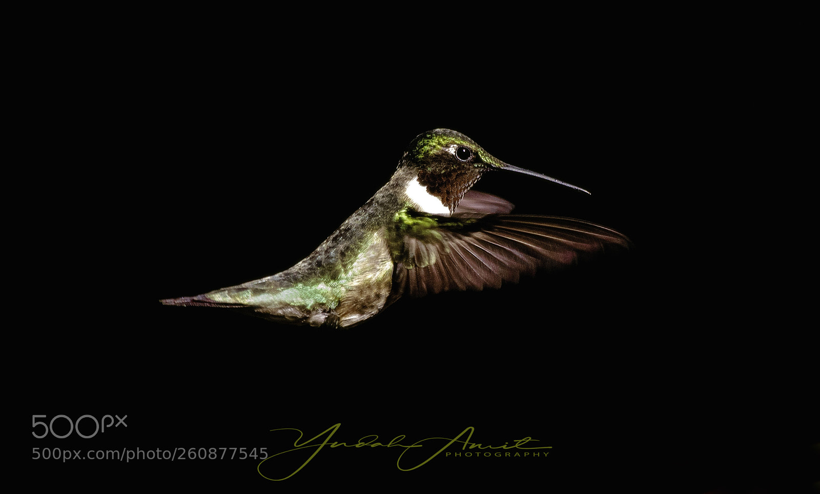 Nikon D500 sample photo. Ruby throated hummingbird photography
