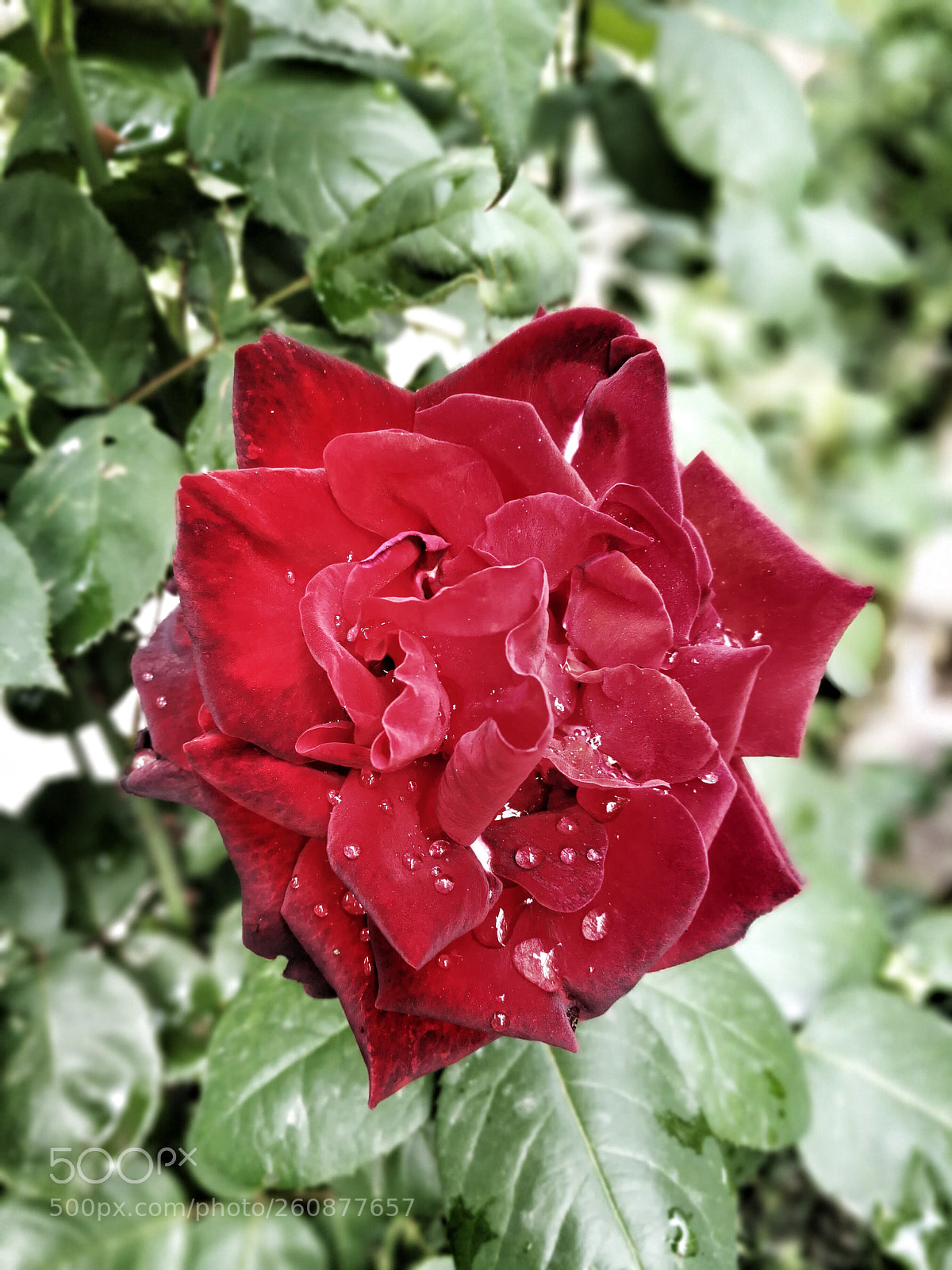 HUAWEI P10 sample photo. Untitled photography