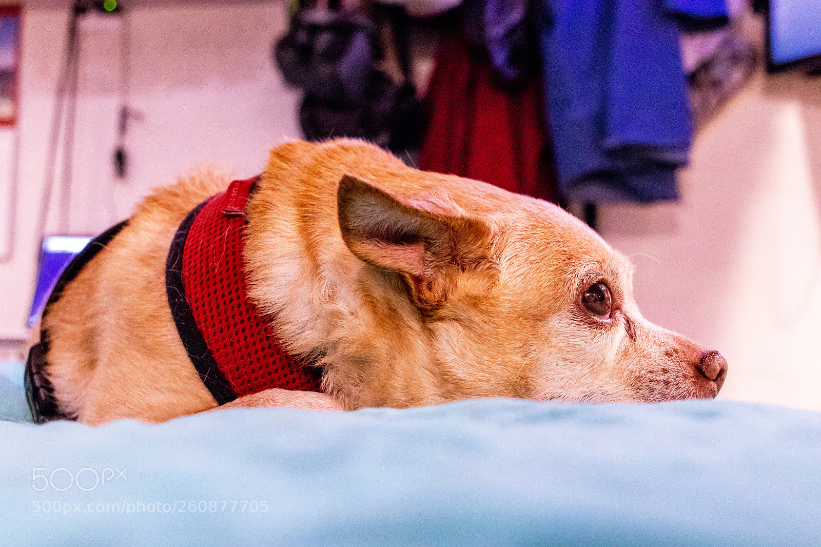 Canon EOS 77D (EOS 9000D / EOS 770D) sample photo. Bitsy photography