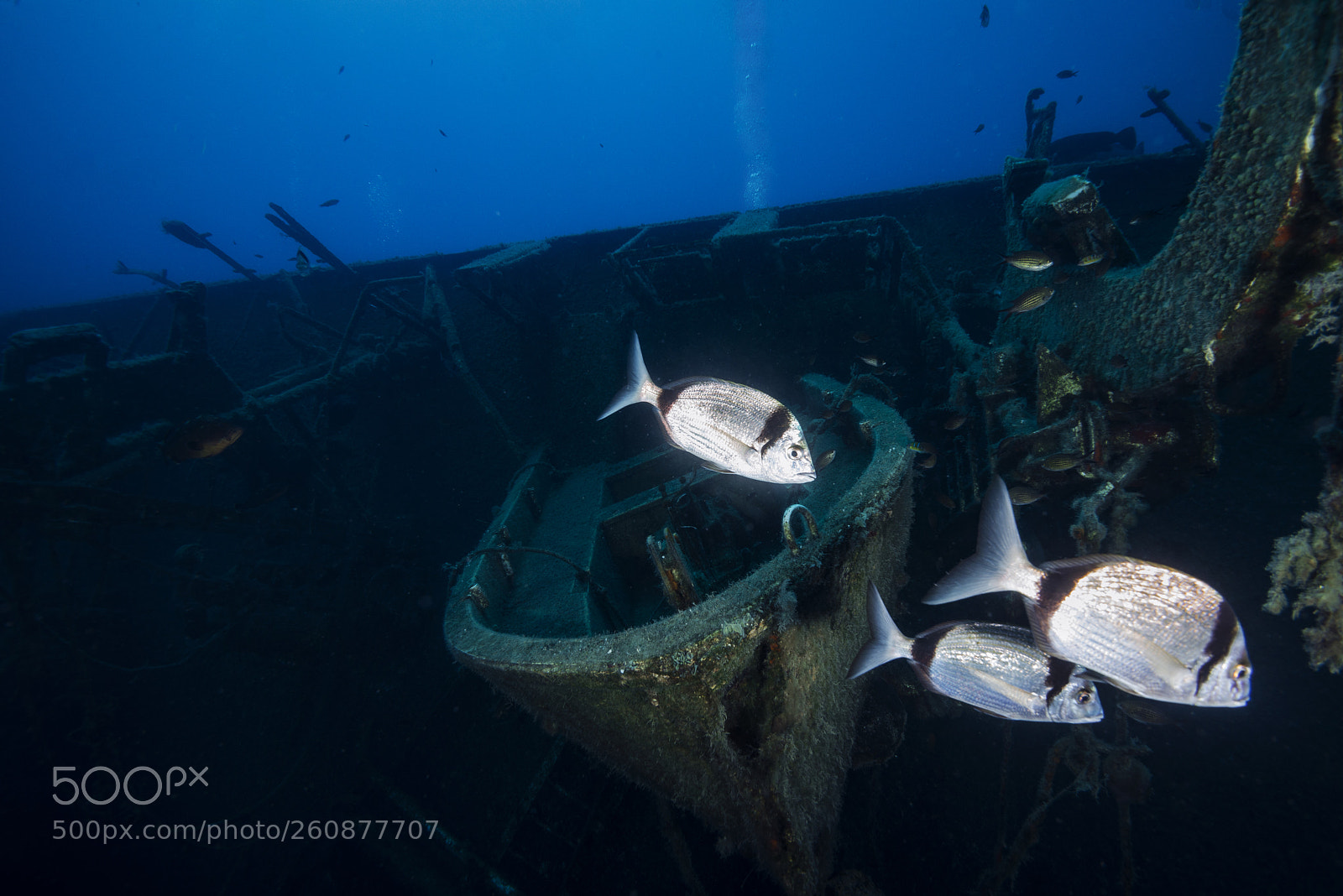 Nikon D800E sample photo. Zenobia wreck photography