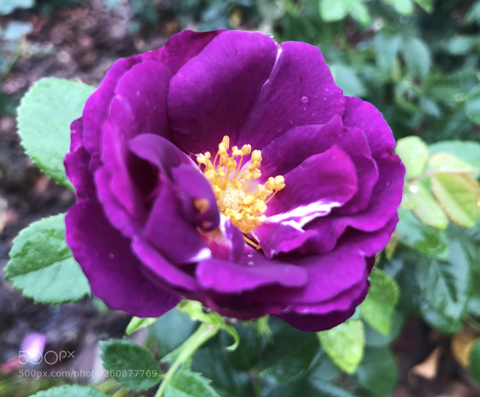 Apple iPhone X sample photo. Untitled photography