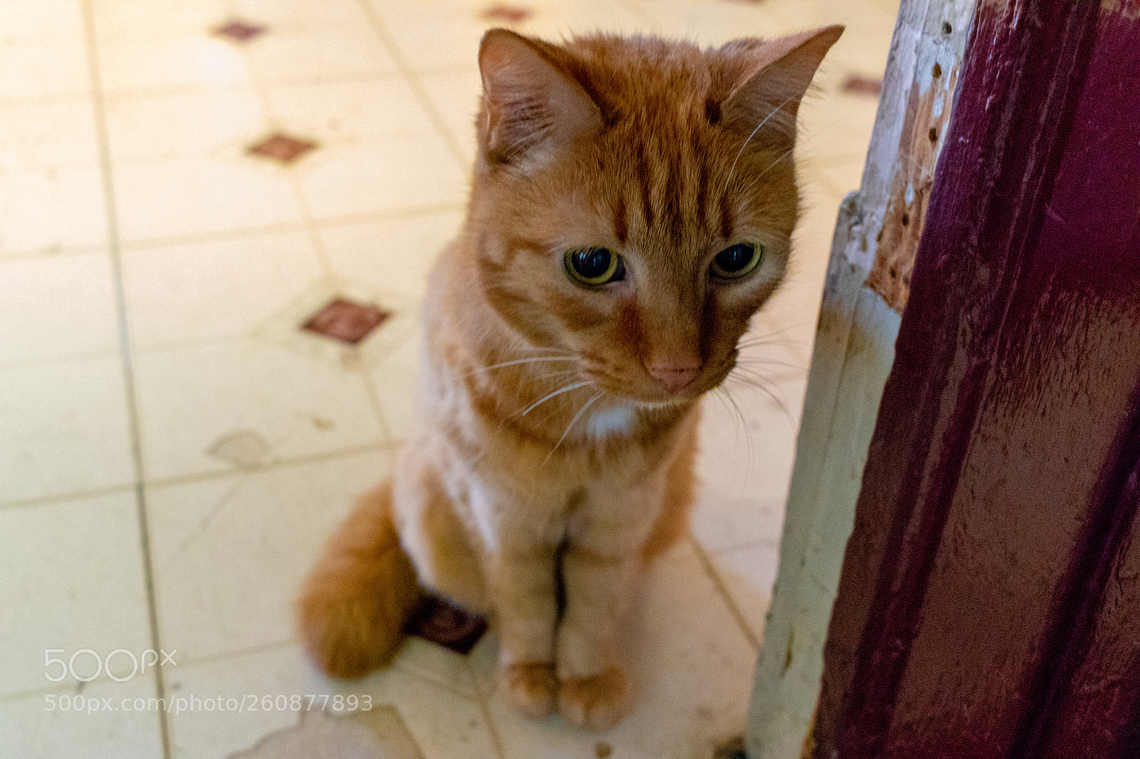 Canon EOS 77D (EOS 9000D / EOS 770D) sample photo. Cosmo photography