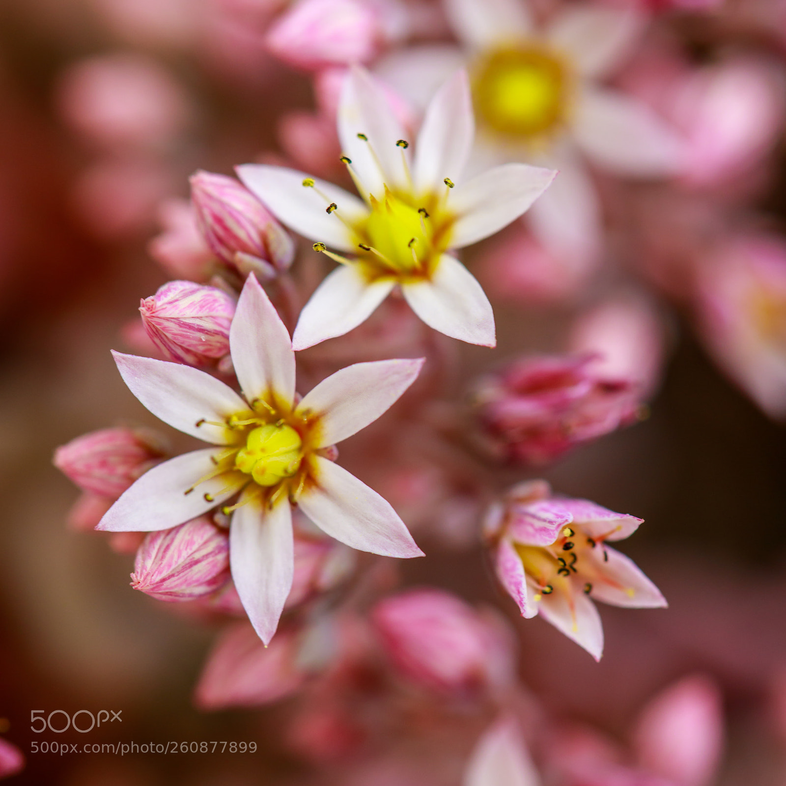 Canon EOS 5D Mark IV sample photo. Petite pink photography