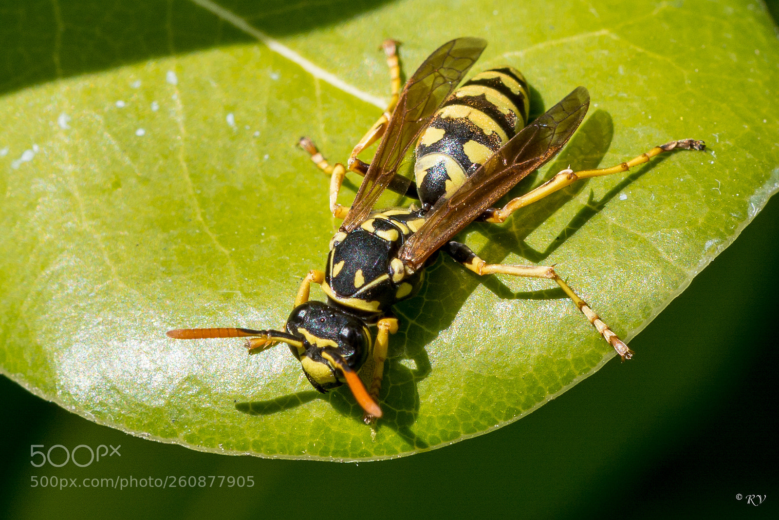 Nikon D7100 sample photo. Wasp photography