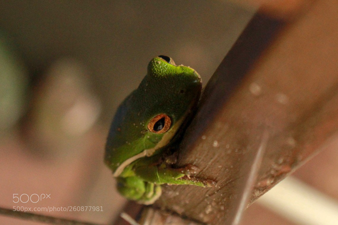 Canon EOS 1300D (EOS Rebel T6 / EOS Kiss X80) sample photo. Little green guy photography