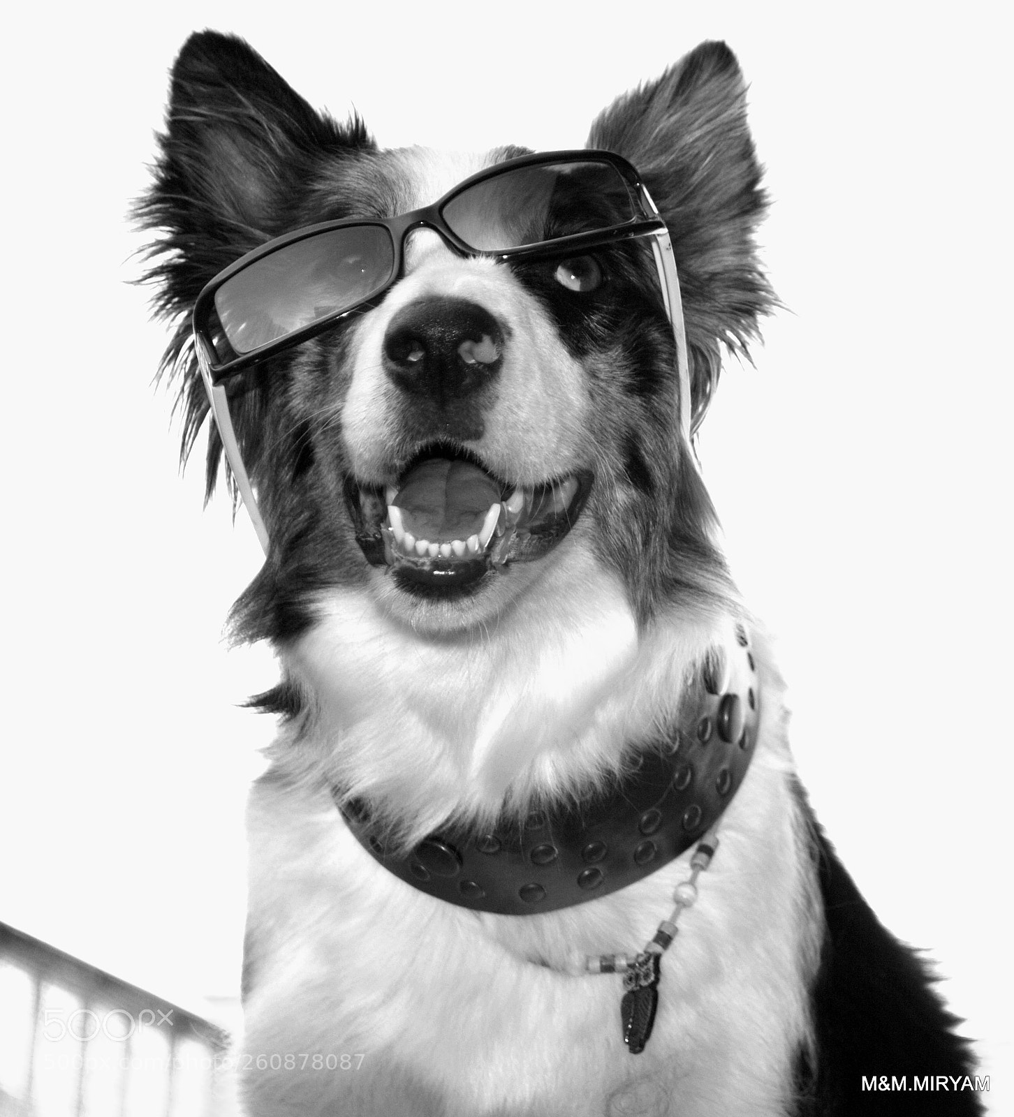 Nikon D3000 sample photo. Foto a un perro photography